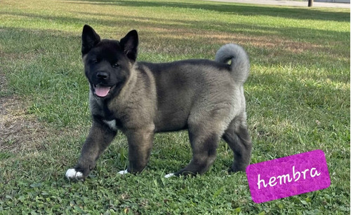 Akita Americano Cachorros Machos Y Hembras