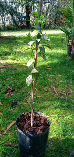 Kumquat - Planta De Kinotos Meiwa (dulces)