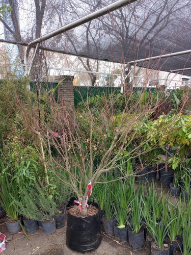 Imagen 6 de 6 de Arbol Acer Palmatum Ejemplar Unico 50lts