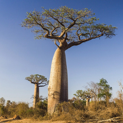 Baoba Adansonia Digitata Baobab Bonsai 50 Sementes
