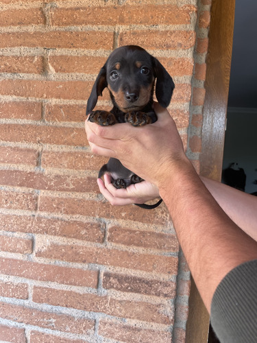 Lindos Cachorros Mini Dachshund