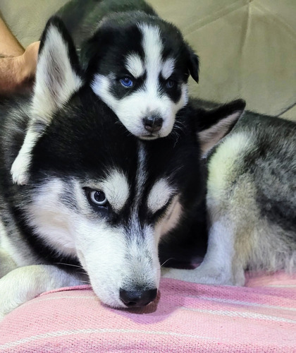 Filhotes De Husky Siberiano
