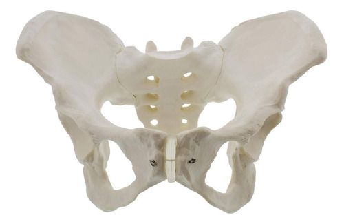 Modelo De Pelvis Femenina De Tamaño Natural, Modelo De Cader