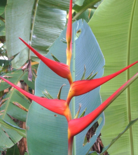 Heliconias. Plantas De Jardín