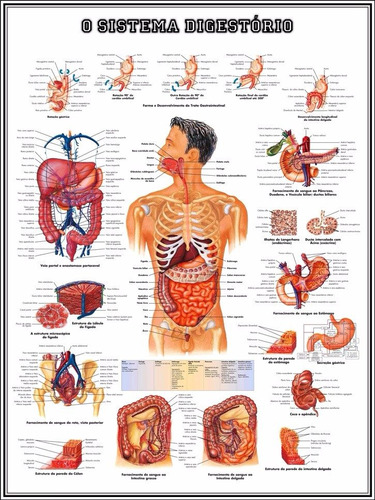 Poster Hd Sistema Digestivo 65x100cm Decorar Sala Enfermagem
