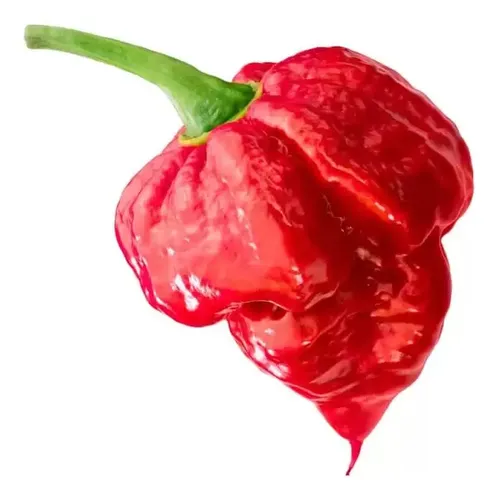 10 Semillas De Ají Trinidad Scorpion (súper Picante)