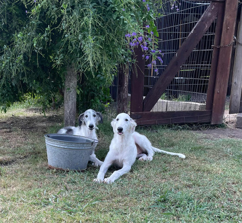 Cachorros Borzoi Con Microchip- Galgos Rusos