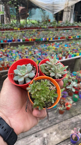 Imagen 7 de 10 de Set X50 Cactus Y/o Suculentas En M6 (envio Gratis)