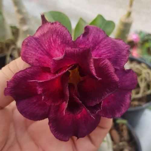 Imagem 6 de 9 de Mix De Rosas Do Deserto Enxertadas - 10 Unidades