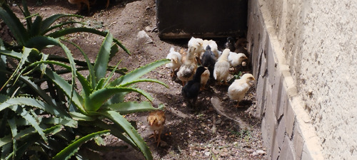 Animales Y Mascotas Huevos Fértiles Y Pollitos