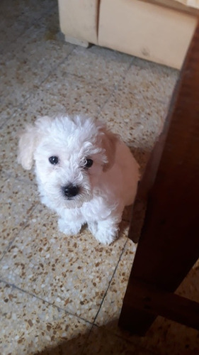 Imagen 4 de 4 de Caniche Mini El Último Machito Divino