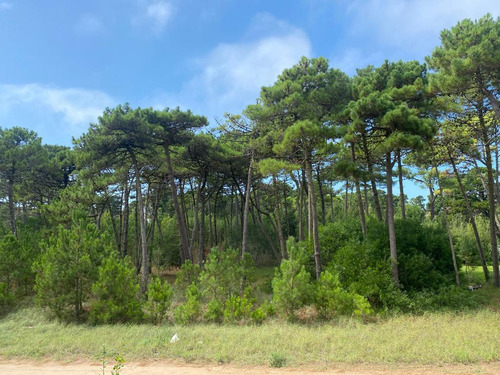 Lote En Venta Zona Alamos- Pinamar (deriva E/ Alamos Y De Las Garzas)