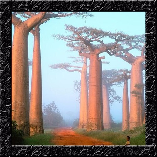 Imagem 1 de 9 de Baoba Adansonia Digitata - Sementes Para Mudas Ou Bonsai