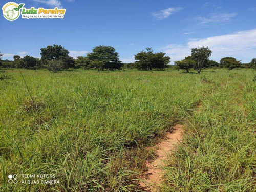 Imagem 9 de 9 de Fazenda Á Venda Em Peixe - To - 247 Hectares (dupla Aptidão) - 2173