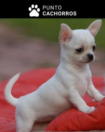 Chihuahua 23 Blanco