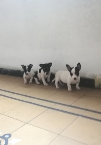 Fox Terrier Ratoneros Machos Blanco