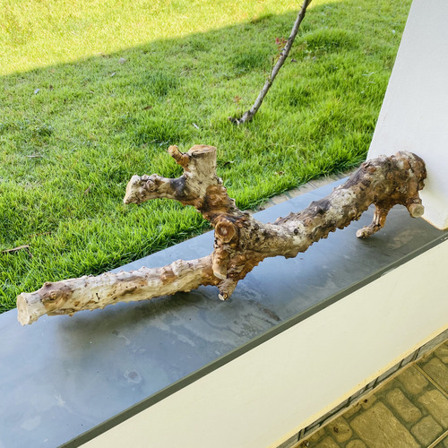 Tronco Raiz Natural Para Plantar Mudas De Orquídeas