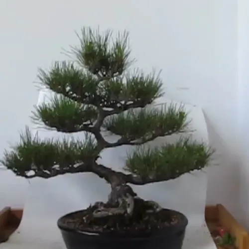 Bonsai De Kuromatsu Pinheiro Negro Japones Com 30 Anos | MercadoLivre
