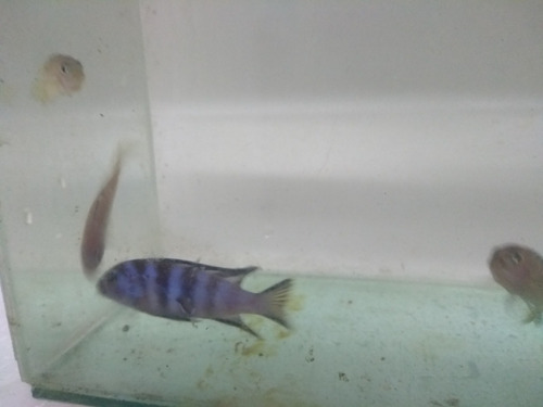 Imagen 4 de 6 de Elongatus Mpanga 5 Cm--ciclidos Africanos