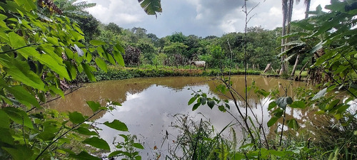Imagem 9 de 14 de Chacara 6.500m2 A Venda Em Pedra Bela Sp