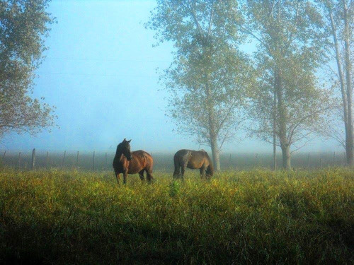 Imagen 2 de 14 de Alquiler Chacra Quinta Zona Norte - Sa De Areco - En Chacras Del Arroyo, Buenos Aires - Por Fin De Semana O Vacaciones Temporada De Verano - Quincena O Mes - A Una Hora De Capital Federal