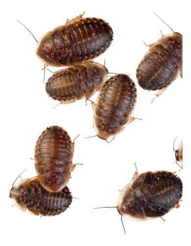 Cucarachas Dubia 70u 3-4 Cm - Kit Alimentación