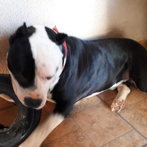 Imagem 4 de 5 de Filhotes Pit Bull
