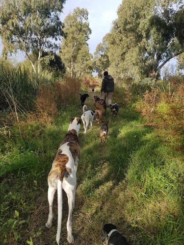 Imagen 2 de 5 de Guarderia Canina El Club Del Can Por Veteacasa