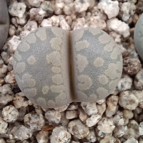 1 Lithops Otzeniana C128 (cactus Piedra/suculentas)