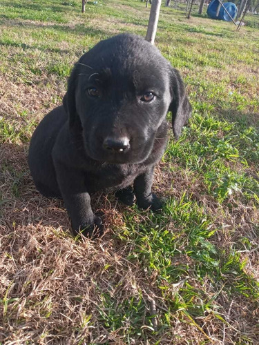 Imagen 9 de 10 de Cachorros Labradores Muy Buena Linea De Sangre