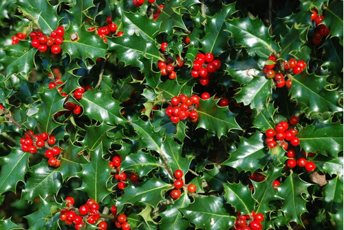 Ilex Verde /  Aquifolium / Acebo / Árbol Ornamental