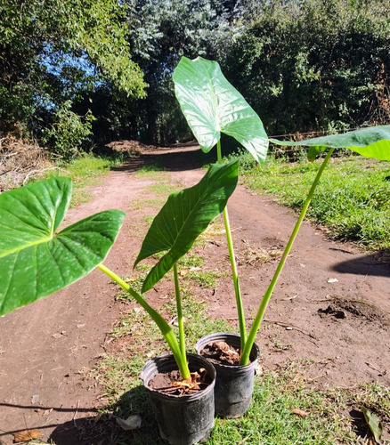 Oreja De Elefante - Alocasia