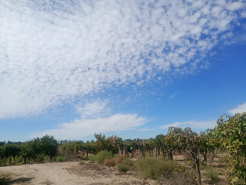 Finca En Venta Con Produccion Y Vivienda