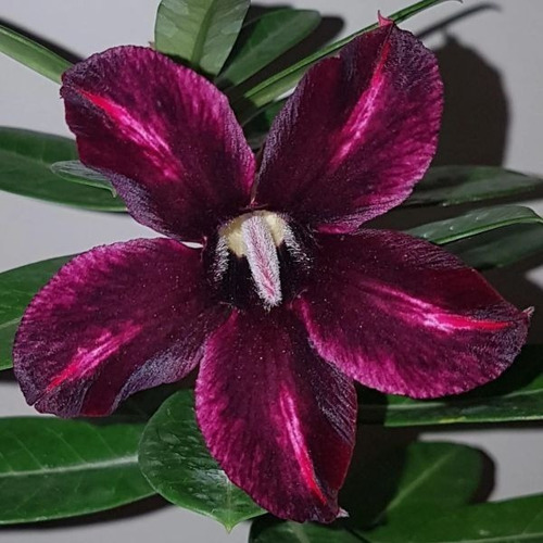 Imagem 5 de 9 de Mix De Rosas Do Deserto Enxertadas - 10 Unidades