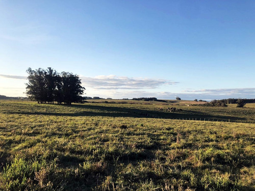 Imagen 7 de 9 de Campo - José Ignacio