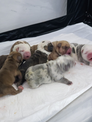Imagen 6 de 10 de Hermosos Cachorros Chocolates Merles