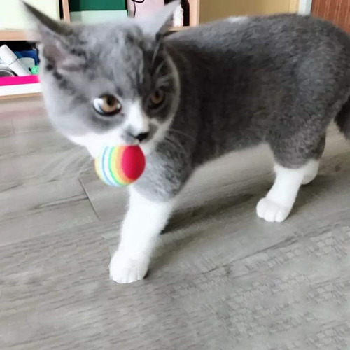 Funny Toy TĂșnel Para Gatos De 11/20 Piezas, Juego