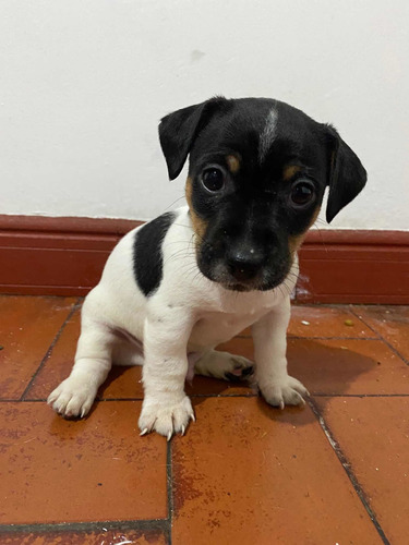 Jack Russell Patas Cortas