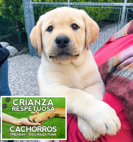 Cachorros Labrador Retriever Machos Con Libreta Y Vacunas