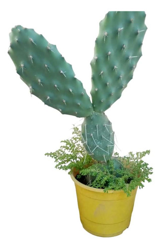 Cactus En Maceta Número 12 Grandes