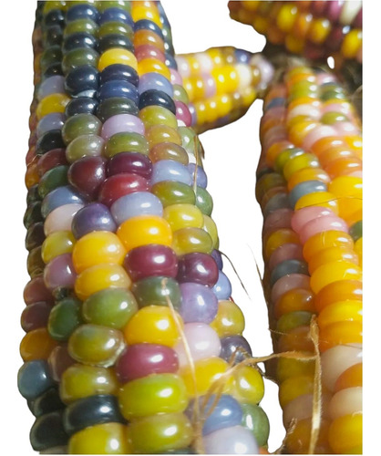 Semillas Maiz De Colores Ecologicas (maiz Gemas De Cristal)