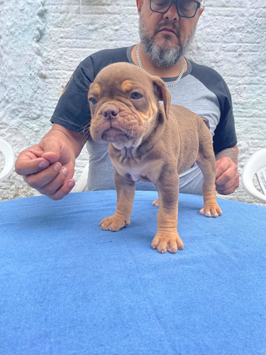 Filhote Bulldog - Old English Bulldog - Fêmea Tricolor