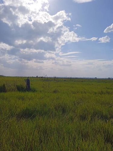 Imagen 6 de 15 de Se Vende Finca Via Al Sur Ve02-1303vs-dfer