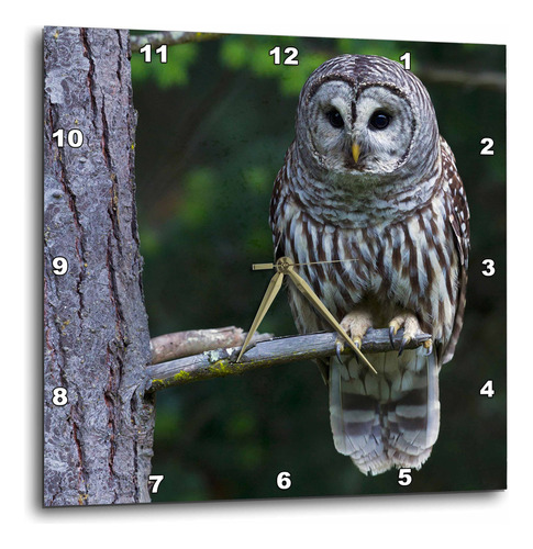 Reloj Pared 3d Rose Barred Owl-hunting At Dusk 15  X