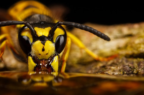 Grande Angular + Macro 58mm P/ Canon T7i T6i T6 T5i T5 T4i