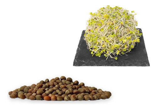 Semillas De Brócoli Para Germinado Casero