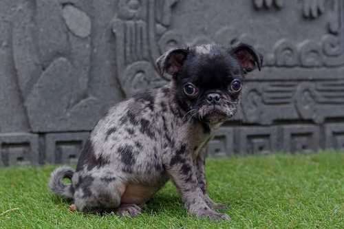 Cachorros Pug Exóticos Merle Albino Carrier Gris Oscuro