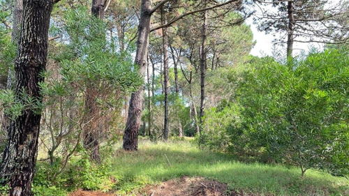 Imagen 9 de 16 de Lote Venta Z/ Norte Pinamar - Lote 11