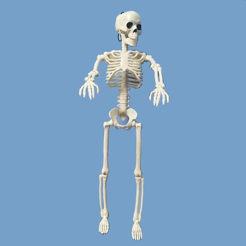 Imagen 4 de 10 de Calavera Esqueleto Estudio Medicina Halloween 40cm Alto