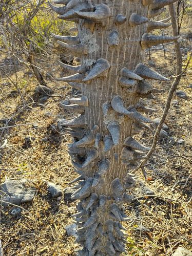 Pochote (ceiba Aesculifolia Subs. Parvifolia) 40 Semillas
